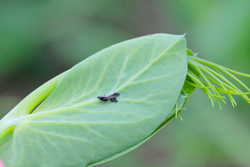 Bean aphid or black bean aphids, Aphis fabae. A colony of wingless individuals and a winged female...