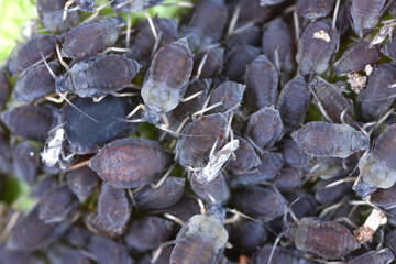 Pear bedstraw aphid, Dysaphis pyri. A colony of wingless individuals under a pear tree leaf.