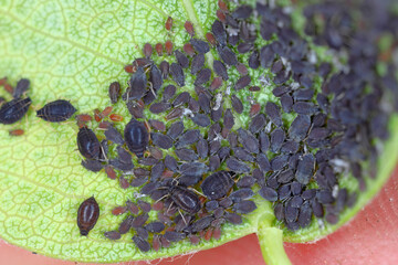 Pear bedstraw aphid, Dysaphis pyri. A colony of wingless individuals under a pear tree leaf.