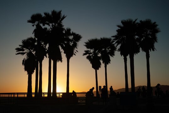 Silhouette of several palm trees against a bright orange sunset over the calm sea