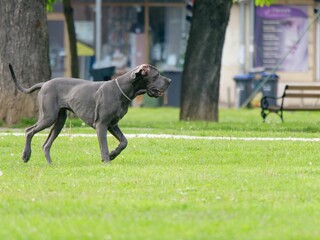 Great Dane running in a lush green backyard