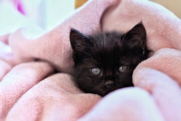 Little tiny black kitten on the pink bed