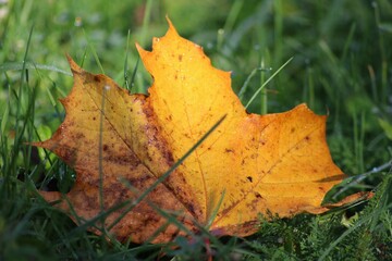 orange leaf laying on grass on a sunny day in summer