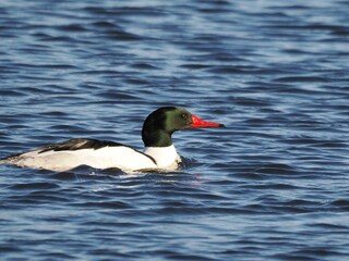 Wild duck swimming in a pond on a sunny day