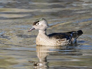Peaceful scene of a Carolina duck (Aix sponsa) swimming in a tranquil blue pond