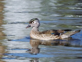 Peaceful scene of a Carolina duck (Aix sponsa) swimming in a tranquil blue pond