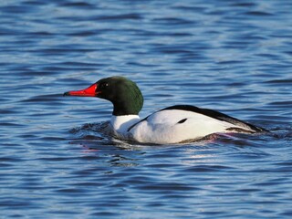 Wild duck swimming in a pond on a sunny day
