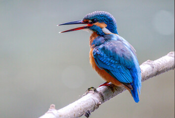 Kingfisher hunting fish in beak on green natural background | Bird