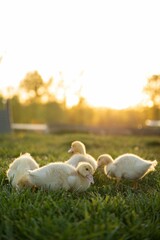 ducklings walking on the grass