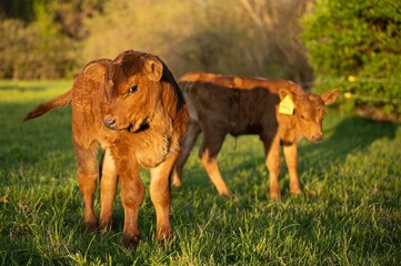 two calves are in a grassy field, one with ear tags