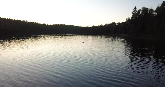 Loon diving in peaceful lake during sunset in Minnesota