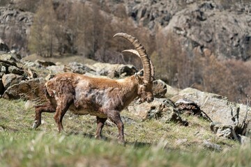 wild alpine capra ibex grazing in the mountain (italian alps). gran paradiso national park