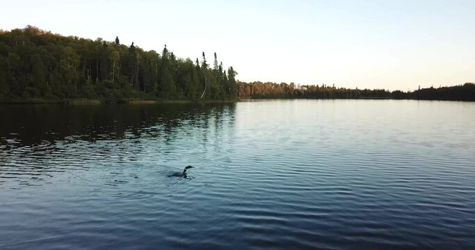 Loon diving under water during sunset.