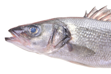  Fish sea bass  on white background