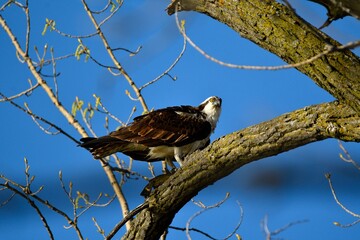 Majestic osprey (Pandion haliaetus) perched atop a tree branch, surveying its surroundings
