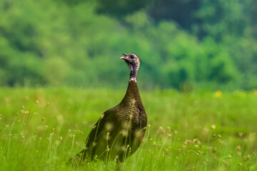 Turkey in the field