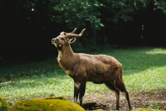 A portrait of sitatunga antelope in zoo forest