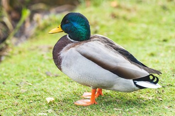 Mallard duck standing in the grass, illuminated by sunlight in a natural outdoor setting