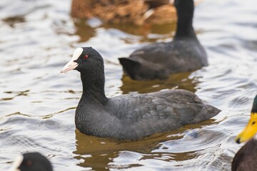 Group of Coots (Fulica atra) swimming in a picturesque pond