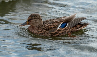Mallard (Anas platyrhynchos) wading in the shallow lake