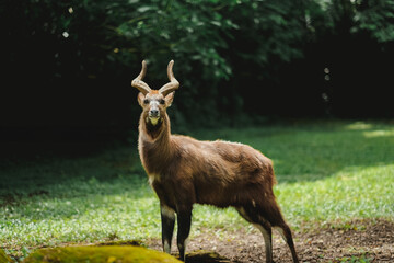 A portrait of sitatunga antelope in zoo forest - obrazy, fototapety, plakaty