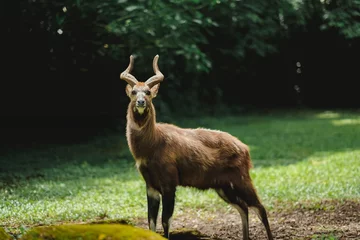 Foto op Canvas A portrait of sitatunga antelope in zoo forest © Willy