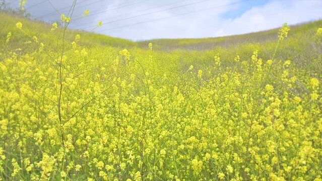 Slow motion of a valley full of delicate yellow Mustard (Sinapis) flowers on a sunny day