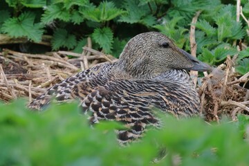 Elderly duck sitting on its nest in a lush green grassy meadow.