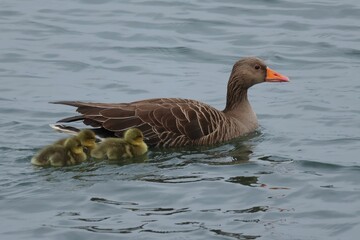 Greylag goose with its goslings swimming in the water.