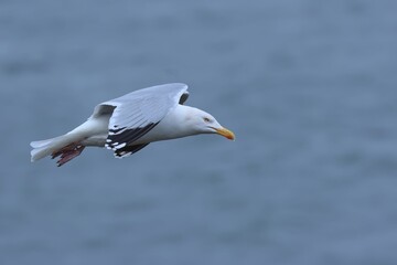 Herring gull soaring majestically above a tranquil expanse of water.