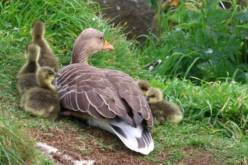 Greylag goose with its goslings perched in the grass on a sunny day.