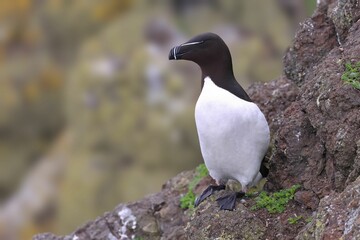 Razorbill perched atop a rocky hill.
