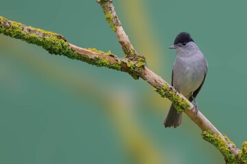 Eurasian blackcap perched on a tree branch featuring textured green moss.