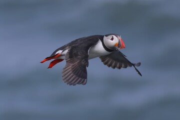 Puffin in flight in Scotland.