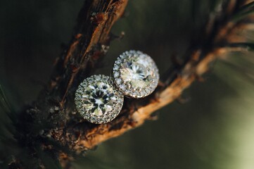 Pair of sparkling diamond earrings on a sun-dappled tree branch.