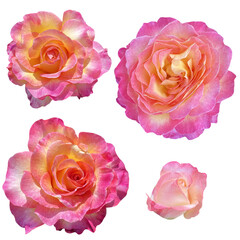 Roses buds cutout, pink and yellow rose flowers isolated on transparent background, PNG file.  