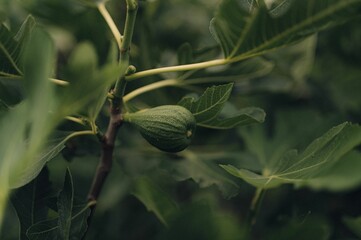 Lush fig tree with small fresh green fruits growing on the branches.