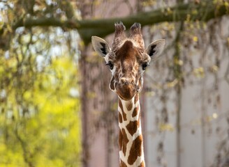 Majestic giraffe stands tall in an open savanna, surrounded by trees and lush greenery