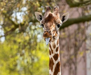 Giraffe with its tongue out in front of green trees