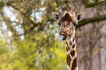 Giraffe with its tongue out in front of green trees