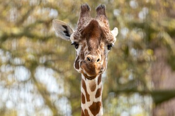 Majestic giraffe stands tall in an open savanna, surrounded by trees and lush greenery