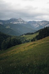 Fototapeta premium Field covered with yellow flowers and mountains and clouds in the background.