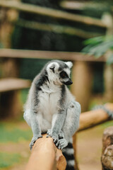 a portrait of Ring-tailed lemur in zoo © Willy Chan
