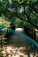 Scenic footbridge in a tranquil forest setting, leading to a path through the trees