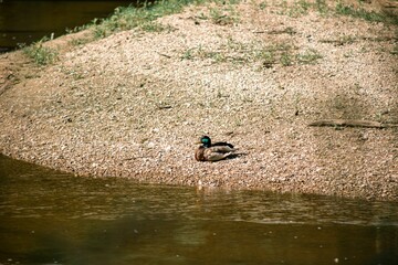 Mallard duck is perched atop a rocky shoreline of a tranquil river surrounded by a lush forest