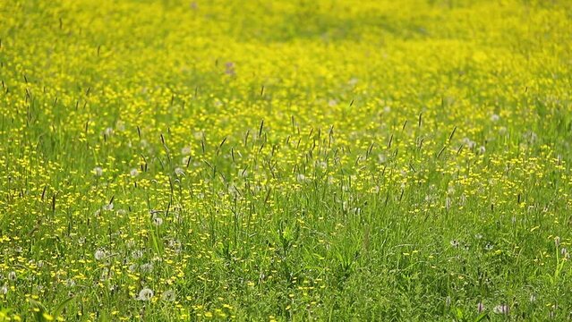 Forest meadow with green grass and numerous yellow flowers on a sunny summer day. The wind walks among the wild forbs, shaking spikelets and wild flowers.