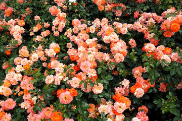 rose garden.  lots of orange and pink roses on a summer day.  fragrant flowers.  poster calendar.  view from above.  background with flowers