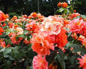 rose garden.  lots of orange and pink roses on a summer day.  fragrant flowers.  poster calendar