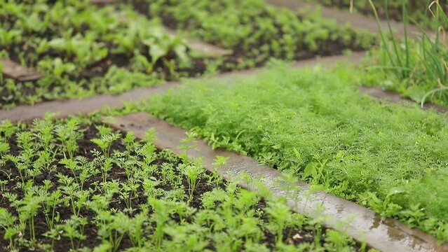 Beds with growing crops in raindrops. Agriculture with small plants of carrots, beets and dill. Shoots of a young crop from the ground in the open air in private ownership.
