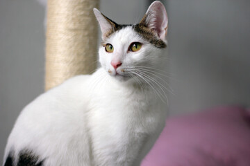 Daily concept of Japanese Bobtail cat living at home